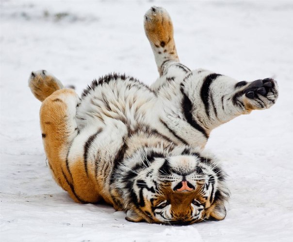Тигр зоопарка в Эберсвальде катается в снегу, Германия. 