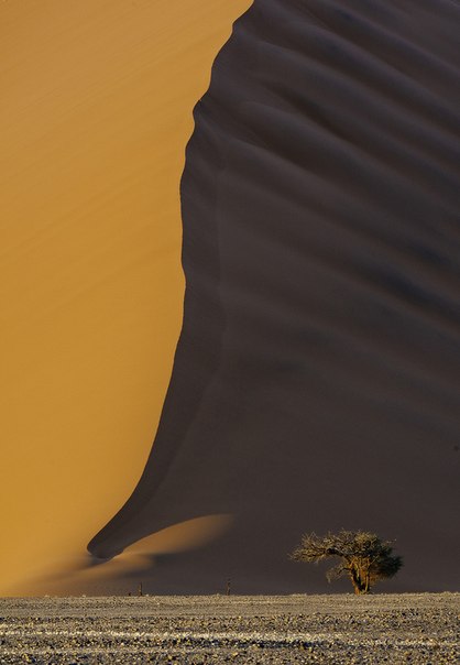 Одинокая акация на фоне песчаной дюны в Намибии.