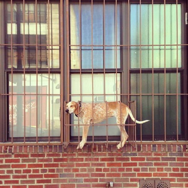 Кунхаунд Мэдди - самая флегматичная собака в мире. Как ее поставит хозяин Терон Хамфри, так она и стоит.