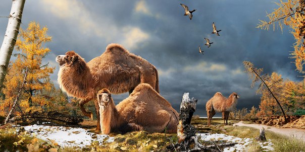 В Арктике найден вымерший гигантский верблюд