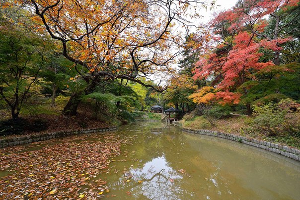 Осень в Дворцовом Парке, Корея.