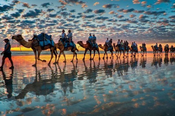 Прогулка на верблюдах на Кэйбл-Бич, Австралия.