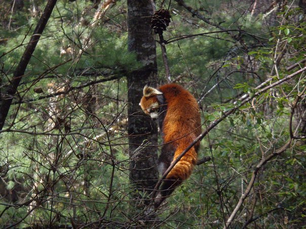 Малая панда на дереве, Китай.
