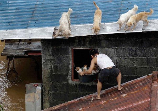 Человек заносит корзину с щенками в дом, в то время как другие собаки остаются на крыше. Фотография сделана в одном из затопленных районов Марикины, к востоку от Манилы, Филиппины.