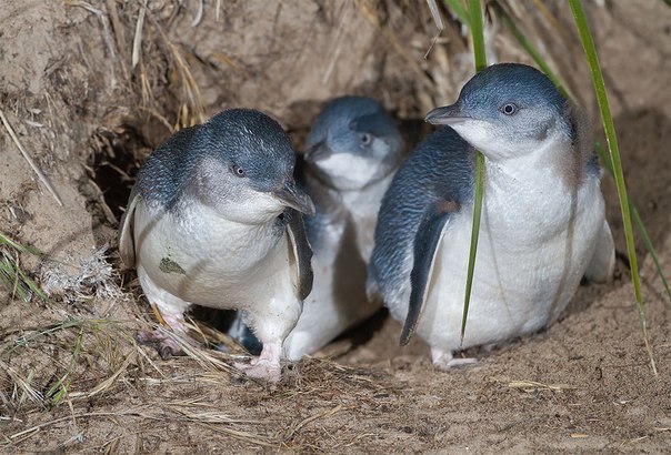 Малый пингвин (лат. Eudyptula minor) - самый маленький вид из всех живущих ныне пингвинов. Длина тела малого пингвина колеблется в пределах от 30 до 40 см, а вес около 1 кг. Семья малых пингвинов.