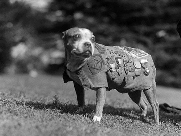 Сержант Стабби (1916 или 1917 — 16 марта 1926) — наиболее известная боевая собака, участвовавшая в Первой мировой войне, получившая множество наград и единственная в истории собака, которой было присвоено воинское звание сержанта за подвиги на поле боя.