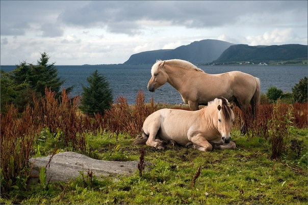 Грустные норвежские лошадки, Норвегия.