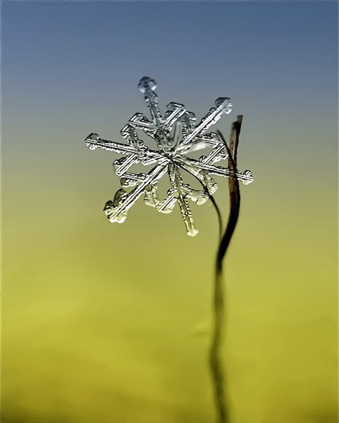 Удивительные макро-фотографии снежинок московского фотографа Андрея Осокина.