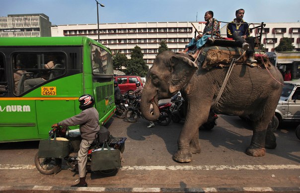 Одомашненный слон стоит на дороге среди транспортных средств в Нью-Дели, Индия.
