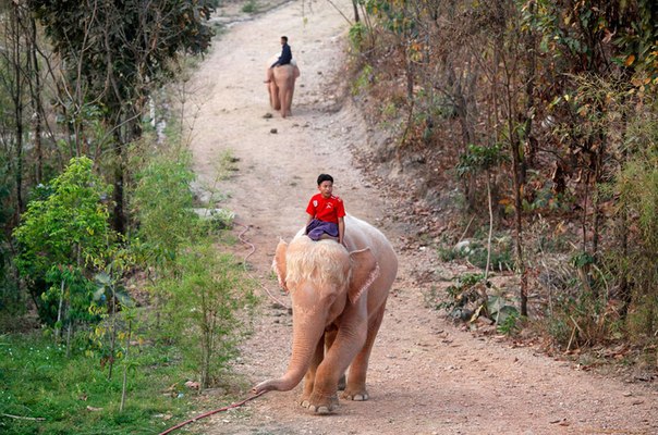 Мужчины едут на белых слонах неподалеку от пагоды Уппатасанти в новой столице Мьянмы Нейпьидо.