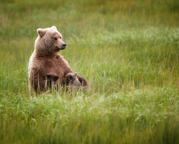 Самка бурого медведя с двумя детенышами на территории национального парка.
