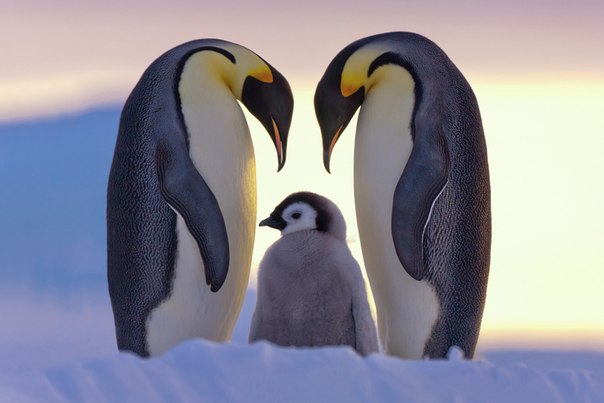 Императорские пингвины борются за выживание в антарктической пустыне и защищают своего единственного детеныша. Антарктика, залив Атка, море Уэдделла.