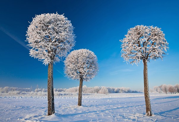 В Литве невероятно красивые зимы. Раннее утро, на улице -25 С. Кажется, будто эти деревья с другой планеты, но на самом деле они растут на окраине моего родного города, Каунаса, всего в миле от моего дома. Часто красоту можно увидеть прямо за своим порогом. Каунас, Литва.