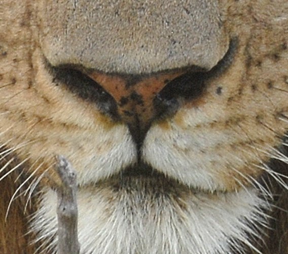 Ученые из университета штата Миннесота говорят, что чем темнее кончик носа льва, тем он старше. Крэг Пэкер и его коллеги применяли этот метод определения возраста львов на протяжении многих лет, чтобы проверить достоверность методики, они внесли изображения львиных носов в компьютерную базу данных и сравнили степень их пигментации. В результате метод полностью подтвердился - чем старше лев, тем темнее кончик его носа.