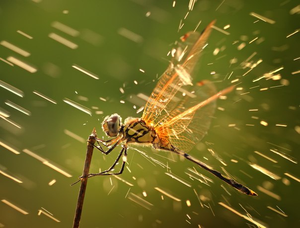 Потрясающий макромир насекомых и земноводных, выхваченный фотографом Shikhei Goh.