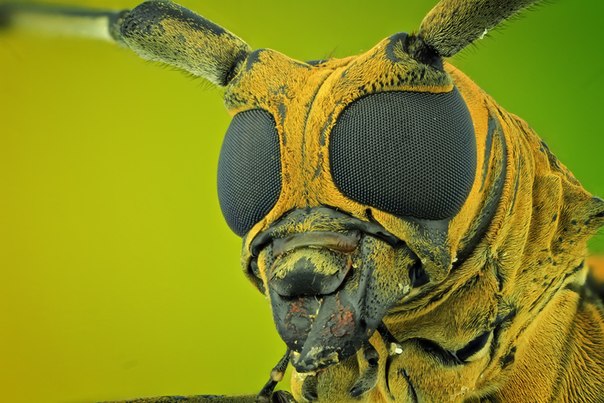 Потрясающий макромир насекомых и земноводных, выхваченный фотографом Shikhei Goh.
