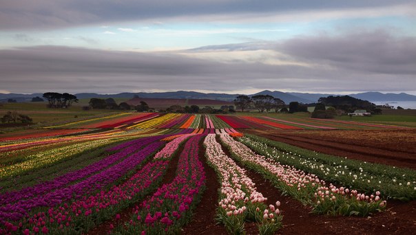 Поле тюльпанов, остров Тасмания, Австралия.