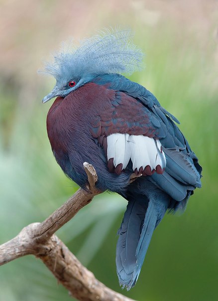 Каштановогрудый венценосный голубь, Новая Гвинея.