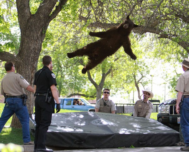 Медведь, который забрел на территорию Университета Колорадо в Боулдере, падает с дерева после того, как он был усыплен сотрудниками Фонда дикой природы при помощи дротика с транквилизатором.