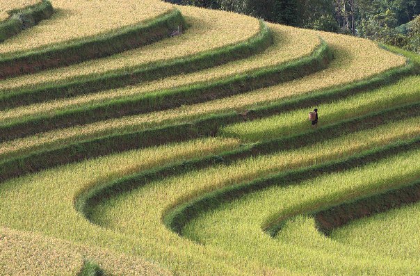 Рисовые террасы во Вьетнаме.