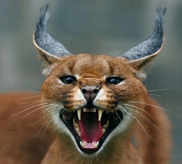 Каракал, или степная рысь (лат. Caracal caracal) — хищное млекопитающее семейства кошачьих. 