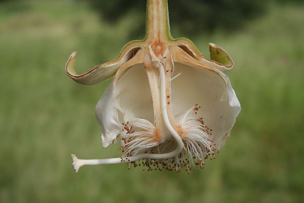 Продольный разрез цветка баобаба (Adansonia digitata), Буркина-Фасо, Западная Африка.