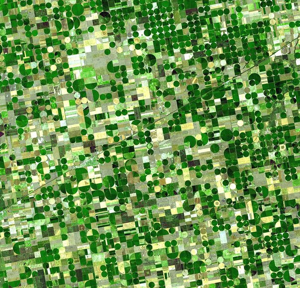 Круглые поля в Канзасе, характерная форма которых обусловлена орошением круговыми установками, США.