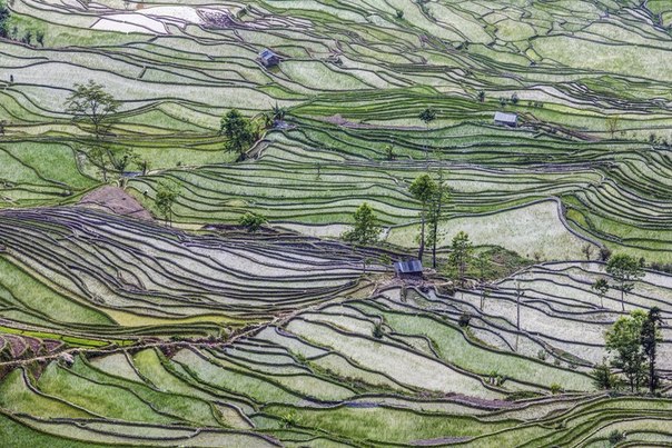 Рисовые террасы, Китай.