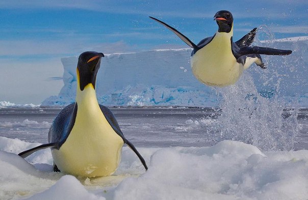 Императорский пингвин грациозно выпрыгивает из воды после охоты. Канадский фотограф Пол Никлен долго выжидал, чтобы сделать столь удачный кадр. 