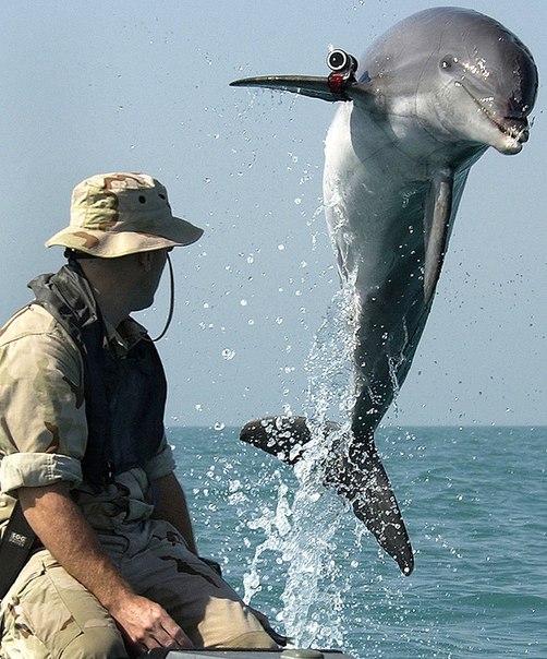 Дельфин афалина с радиомаяком на тренировке по обнаружению подводных мин по программе NMMP (U.S. Navy Marine Mammal Program).