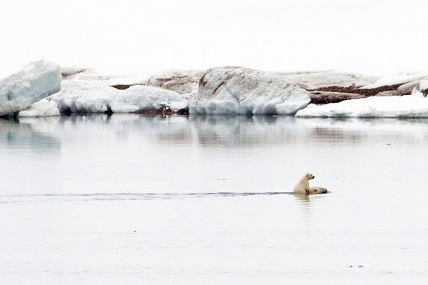 Белая медведица со своим детенышем на спине плывет в Северном Ледовитом океане на Шпицбергене, Норвегия.