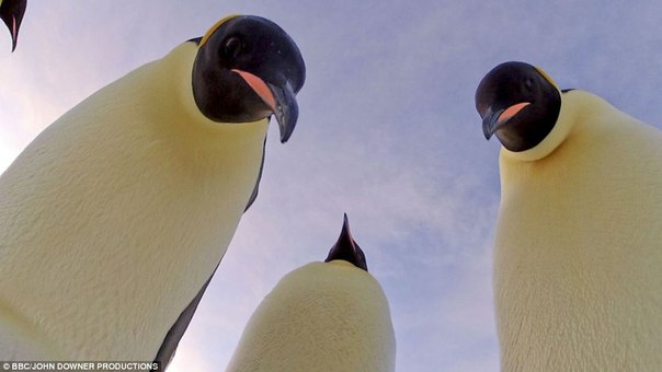 Ученые записали жизнь пингвинов с помощью роботов