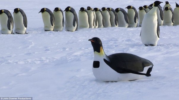 Ученые записали жизнь пингвинов с помощью роботов
