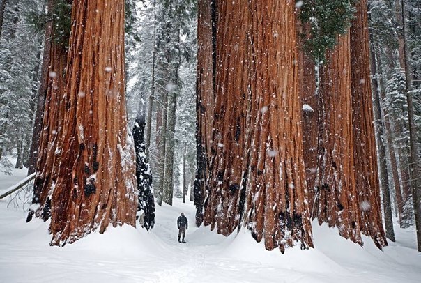 По сравнению с человеком гигантские секвойи кажутся настоящими великанами. Взрослое дерево может иметь высоту до 100 метров! Национальный парк Секвойя, Калифорния.