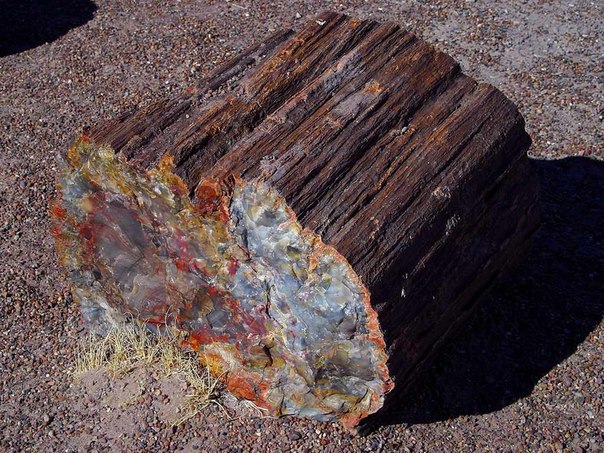 Фрагмент окаменелого дерева, Аризона, США.