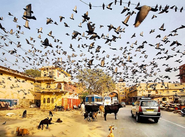 «Я бродил по Джайпуру, когда увидел эту стаю птиц в воздухе. Я просто инстинктивно выпустил затвор. Душа сэра Альфреда Хичкока живет здесь, подумал я».