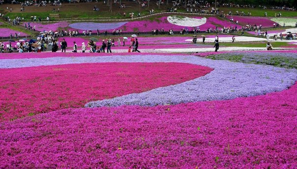 Ежегодно, в начале последнего весеннего месяца, Япония расцветает всем буйством красок. Одним из самых ярких и привлекательных в это время мест является парк Hitsujiyama с его флоксами шиловидными.
