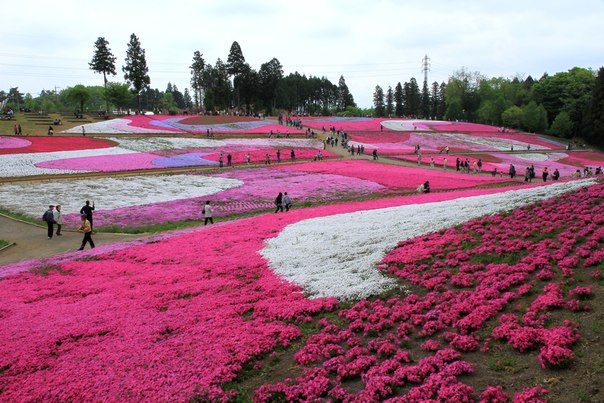 Ежегодно, в начале последнего весеннего месяца, Япония расцветает всем буйством красок. Одним из самых ярких и привлекательных в это время мест является парк Hitsujiyama с его флоксами шиловидными.