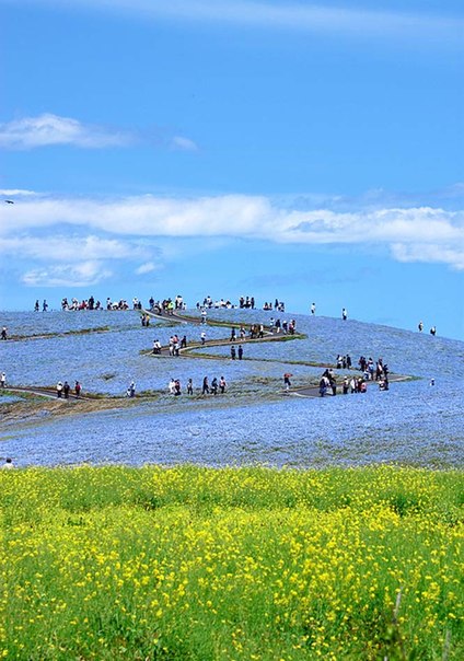 Национальный приморский парк Хитати (Хитачи), г. Хитатинака, префектура Ибараки, Япония.