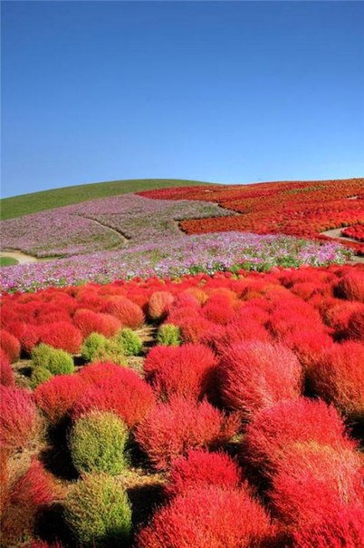 Национальный приморский парк Хитати (Хитачи), г. Хитатинака, префектура Ибараки, Япония.