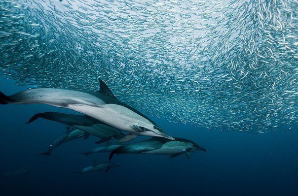 Дельфины сопровождают гонку сардин у берегов Южной Африки.