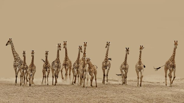 14 жирафов бегут от охотящихся на них львов, Южная Африка.
