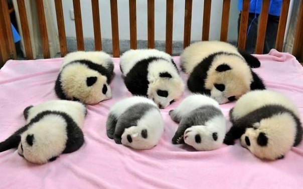 Семь детенышей гигантской панды спят на территории научно-исследовательской базы Чэнду для разведения гигантских панд в Китае.