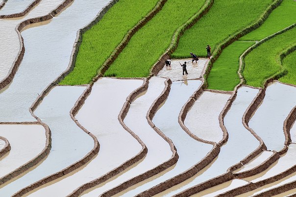 Рисовые террасы, провинция Yen Bai, Вьетнам.
