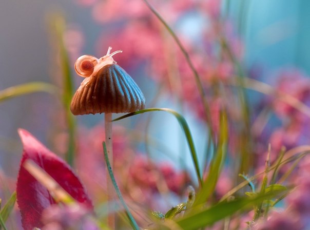 Сказочные работы польского фотографа Магдалены Васичек. Удивительный мир, который мы практически не замечаем в ежедневной суете, может скрываться буквально под каждым нашим шагом. Магдалена любит делать фото насекомых и цветов, предлагая нам взглянуть на волшебные картины невероятно красивого мира.