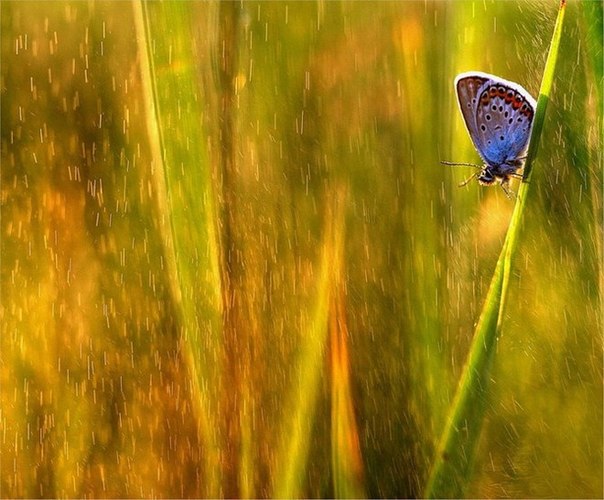 Сказочные работы польского фотографа Магдалены Васичек. Удивительный мир, который мы практически не замечаем в ежедневной суете, может скрываться буквально под каждым нашим шагом. Магдалена любит делать фото насекомых и цветов, предлагая нам взглянуть на волшебные картины невероятно красивого мира.