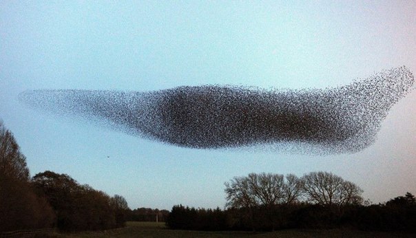 В шотландском местечке Гретна Грин можно наблюдать удивительные полеты скворцов. Они ежегодно прилетают на зимовку в Шотландию. Взлетая, стаи этих птиц, похожие на огромные черные тучи, формируют в небе причудливые фигуры.