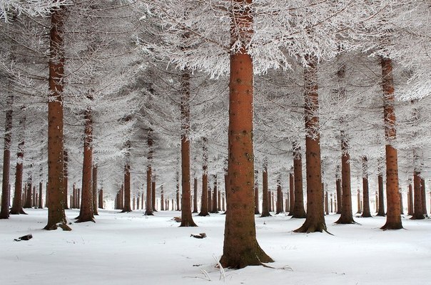 Зимний лес, Россия.