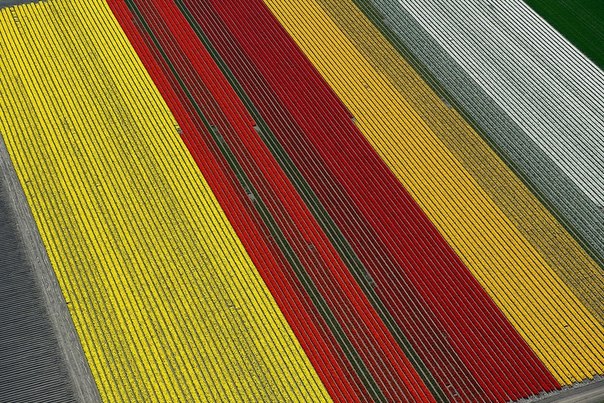 Французский фотограф Normann Szkop создал серию потрясающих аэроснимков. Все снимки сделаны с самолета в окрестностях города под названием Анна-Павловна на севере Нидерландов, в провинции Северная Голландия. Цветные геометрические фигуры на фотографиях - это аккуратно высаженные цветочные поля вперемешку с лугами.