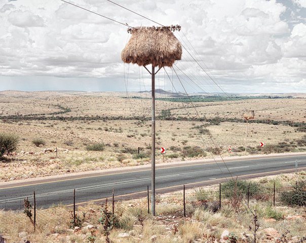 Нет, это не стога сена, застрявшие на телефонных столбах, вы видите на фотографиях. В пустыне Калахари на юге Африки можно увидеть своебразные птичьи гнезда, именно они так похожи на стоги сена, неведомо как оказавшиеся на столбах. Эти гнезда строят африканские птички под названием Обыкновенный общественный ткач (лат. Philetairus socius) — птица из семейства Ткачиковые. Птиц назвали "общественными" именно за их любовь к строительству огромных организованных колоний. Общие гнёзда общественных ткачей достигают 8 метров в длину и 2 метра в высоту. Они объединяют до 300 отдельных гнёзд и напоминают гигантские стога сена, свисающие с деревьев или телеграфных столбов.